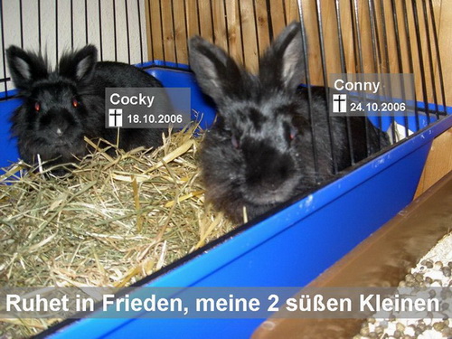 Hasen